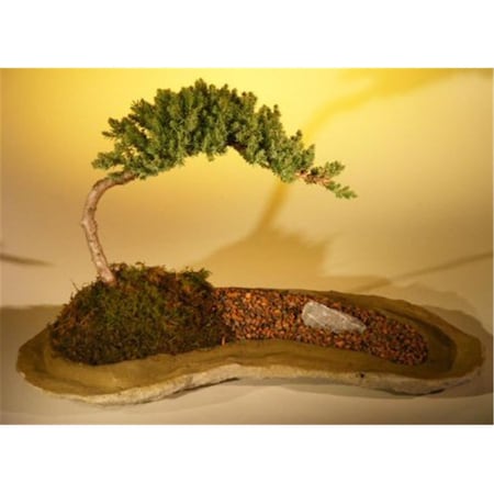Paisaje Planted On A Rock Slab Tree - Juniper Procumbens Nana PA2804897